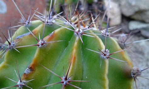 Cactus Focus On Foreground Color Spiky Palm Clear Sky Desert