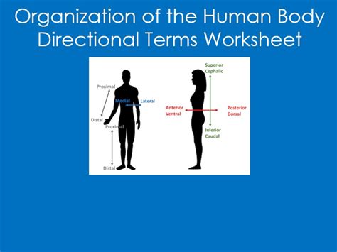 Directional Terms Worksheet Anatomy Biology Health Sciences Organization Teaching Resources