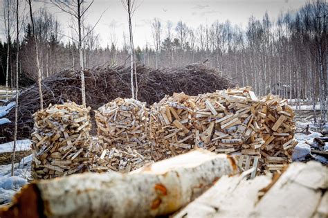 Polttopuut Alkavat Olla Lopussa Tavarantoimittajilta Energiapuun