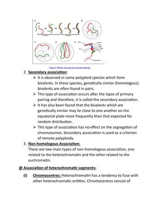 Chromosome pairing and Crossing over .docx