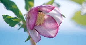 Hellebore (Helleborus) Growing & Care - The Garden Magazine