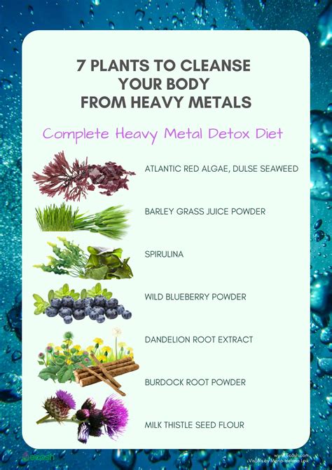 Full Detox 7 Plants To Cleanse Your Body From Heavy Metals Ecosh