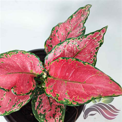 Aglaonema Red Valentine - LS Group