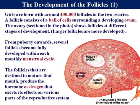 Bio5.2 Hormones & Fertility 1 - The Menstrual Cycle | Teaching Resources