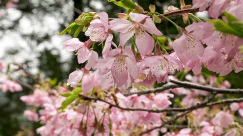 O Ramo Cor De Rosa Da Flor De Sakura Flor De Cerejeira Foto De Stock