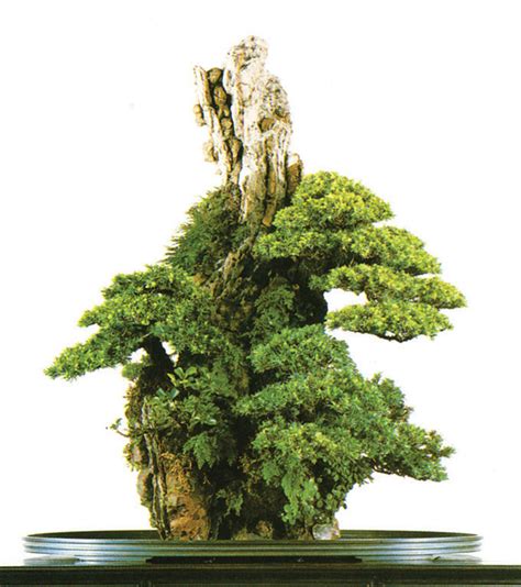 Bonsai Rock Planting