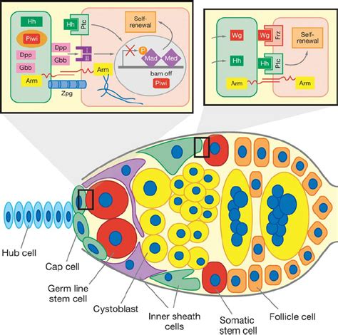 Drosophila Germarium Cross Section Showing The Locations Of Germ Line