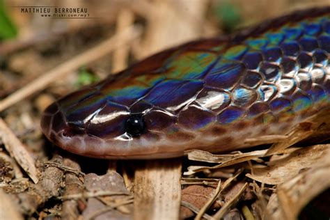 It Doesnt Get Much Better Than This Rainbow ‘sunbeam Snake