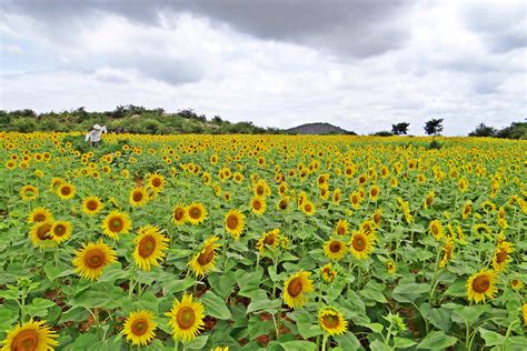 Free Images : nature, sky, meadow, prairie, flower, green, yellow ...