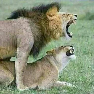 My 22 Cm Long Dick Egyptian Gay DILF Man Porn XHamster