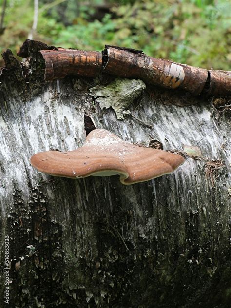 Fomitopsis Betulina Previously Piptoporus Betulinus Known As The