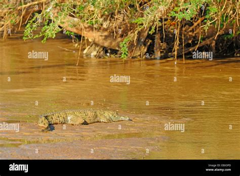 Nile Crocodile Nile River Hi Res Stock Photography And Images Alamy