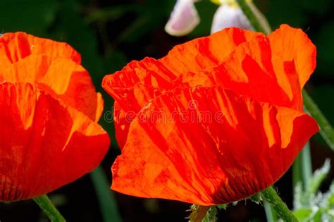 Papaver Has Medicinal Properties Stems Contain Latex Milk Latex In