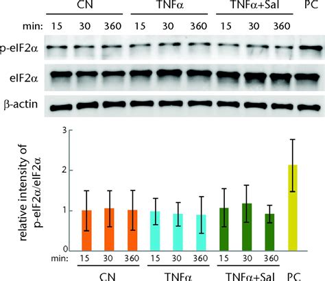 Chondroprotective Effects Of Salubrinal In A Mouse Model Of