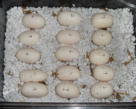 Corn snake egg incubation - iwantjery