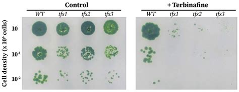 Simplified Growth Phenotype Of Wild Type WT And Tfs Mutants Of C