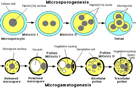 (b) (c) cells. Describe the process of microsporogenesis upto the formation of a microspore ...