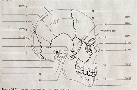 Skull Labeling Quiz Diagram Quizlet