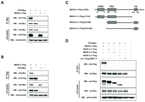 Ifi Interacts With Mavs A B Hek T Cells Were Co Transfected