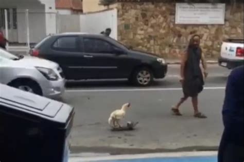 Galo de estimação é filmado andando de skate e vídeo viraliza nas redes