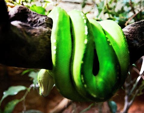 Baby Green Tree Python Photograph by Miroslava Jurcik - Pixels