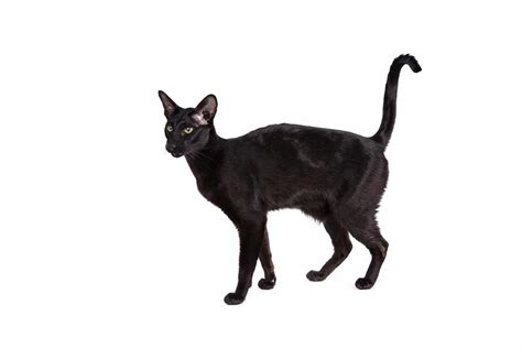 7 Ras Kucing Warna Hitam Yang Elegan And Menawan Kucingmania