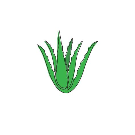 Single Continuous Line Drawing Of Healthy Organic Green Aloe Vera For