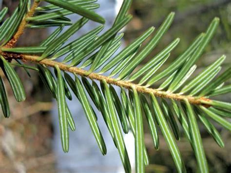 Les vertus comestibles du sapin blanc Plantes et Santé