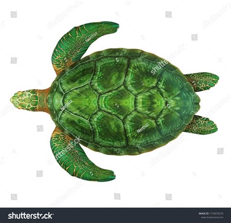 Sea Turtle Isolated Top View 3d Stock Illustration 1710070270 ...