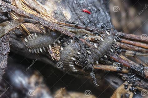 Close Shot of the Fungus Beetle Larvae. Stock Photo - Image of macro ...