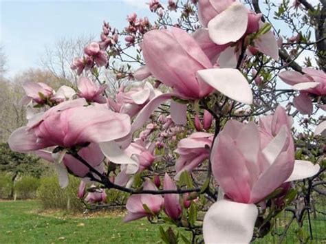 Types Of Magnolia Trees And Shrubs With Photos Dengarden