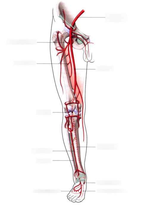 Vascularisation Art Rielle Du Membre Inf Rieur Diagram Quizlet