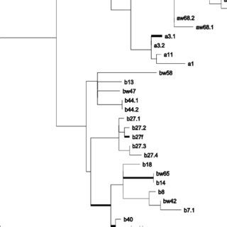 A Phylogenetic Tree For Mhc Class I Sequences Species Labels Are As In