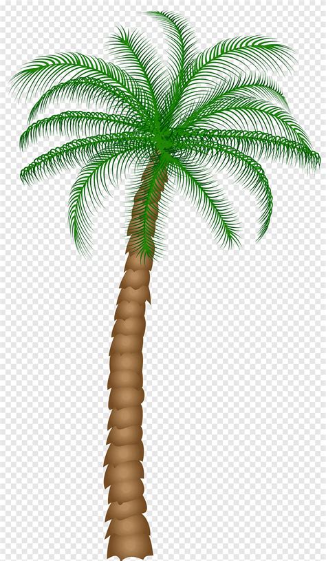 ภาพประกอบตนมะพราว Arecaceae Tree Palm Tree ปาลม arecales png