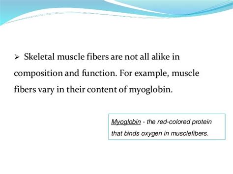 Types of Skeletal Muscle Fibers