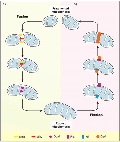 Mitochondrial Dynamics As Opposite Processes A Fusion Originates