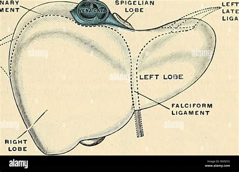 Anatomía descriptiva y aplicada Anatomía El hígado 1325 El