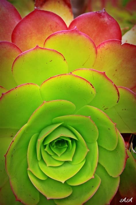 A Green Flower With Red Tips On It