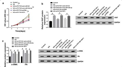 Pvt1 Knockdown Ameliorated Hg Induced Proliferation And Fibrosis By Download Scientific Diagram