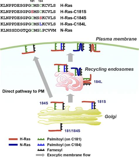 Exocytic Pathway Of Palmitoylated Ras Proteins Through Res To Pm The