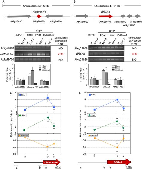 Effects Of Fas1 4 On Histone Modifications In Chromosomal Domains And