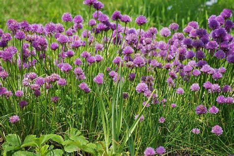 Czosnek Szczypiorek Allium Schoenoprasum