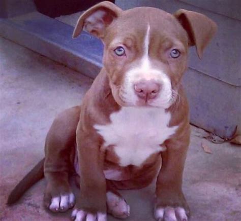 Collection Pictures Red Nose Pitbull Staffordshire Terrier Mix