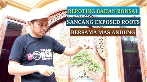 Mas Andung Repotting Bonsai Sancang Premna Microphylla Exposed