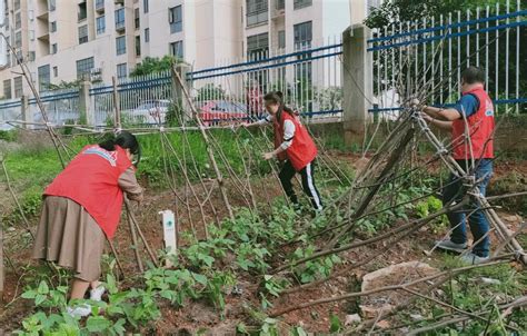 共青城市茶山街道：清理小区菜地 美化居住环境（图） 南昌新闻中心 大江网（中国江西网）