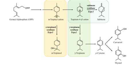 Terpene Pathway