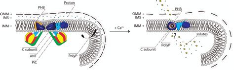 Hypothetical Structure Of The Central Conducting Pore Part A Portion