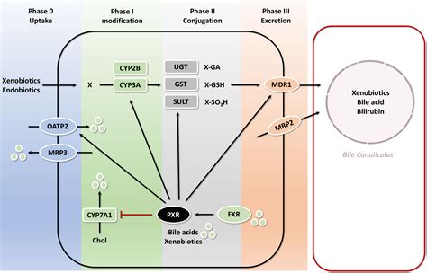 Frontiers The Role Of Pregnane X Receptor Pxr In Substance Metabolism