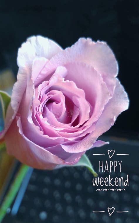 Purple Rose Flower with Words, Happy Weekend. Stock Photo - Image of ...