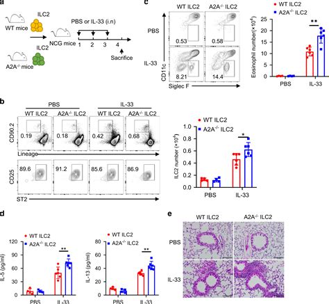 Adenosine Restrains ILC2 Driven Allergic Airway Inflammation Via A2A